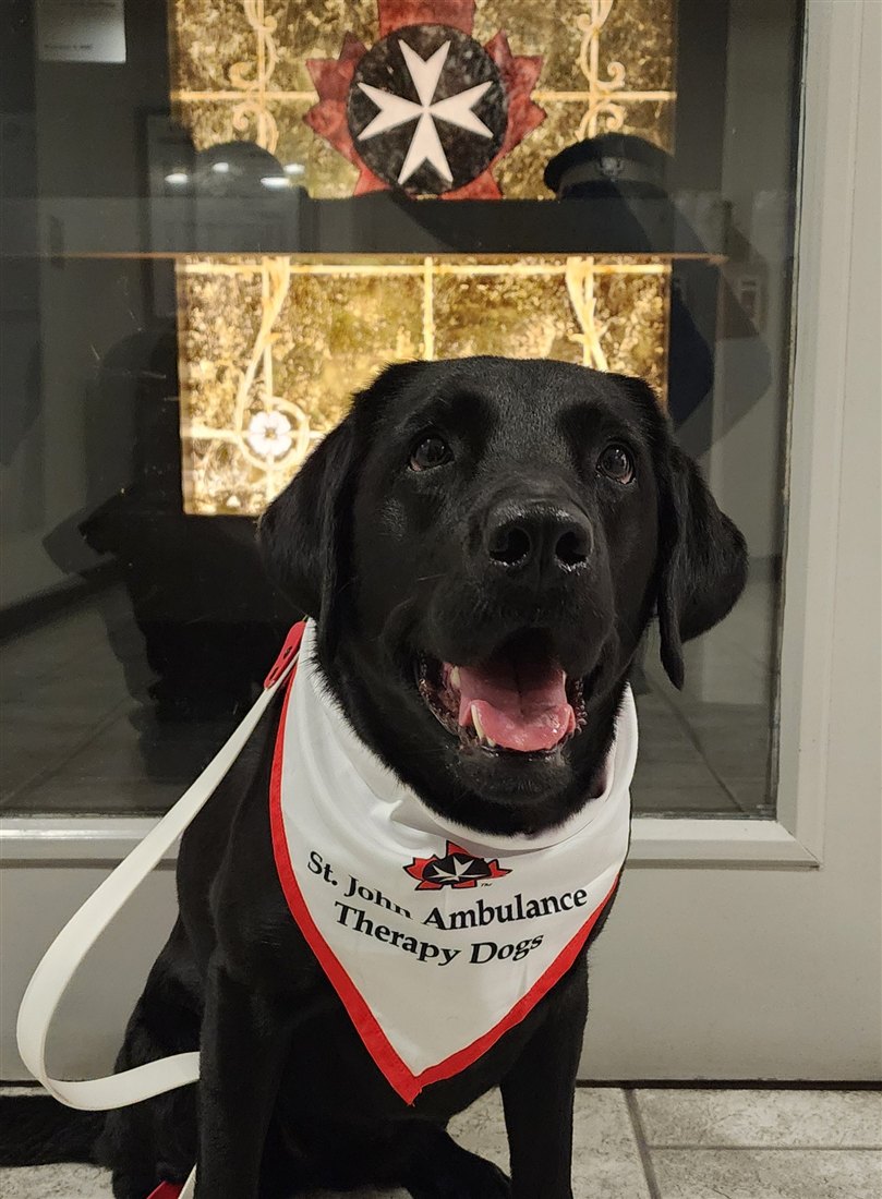 Dotty the black Labrador in her St John Ambulance Therapy Dogs bandana