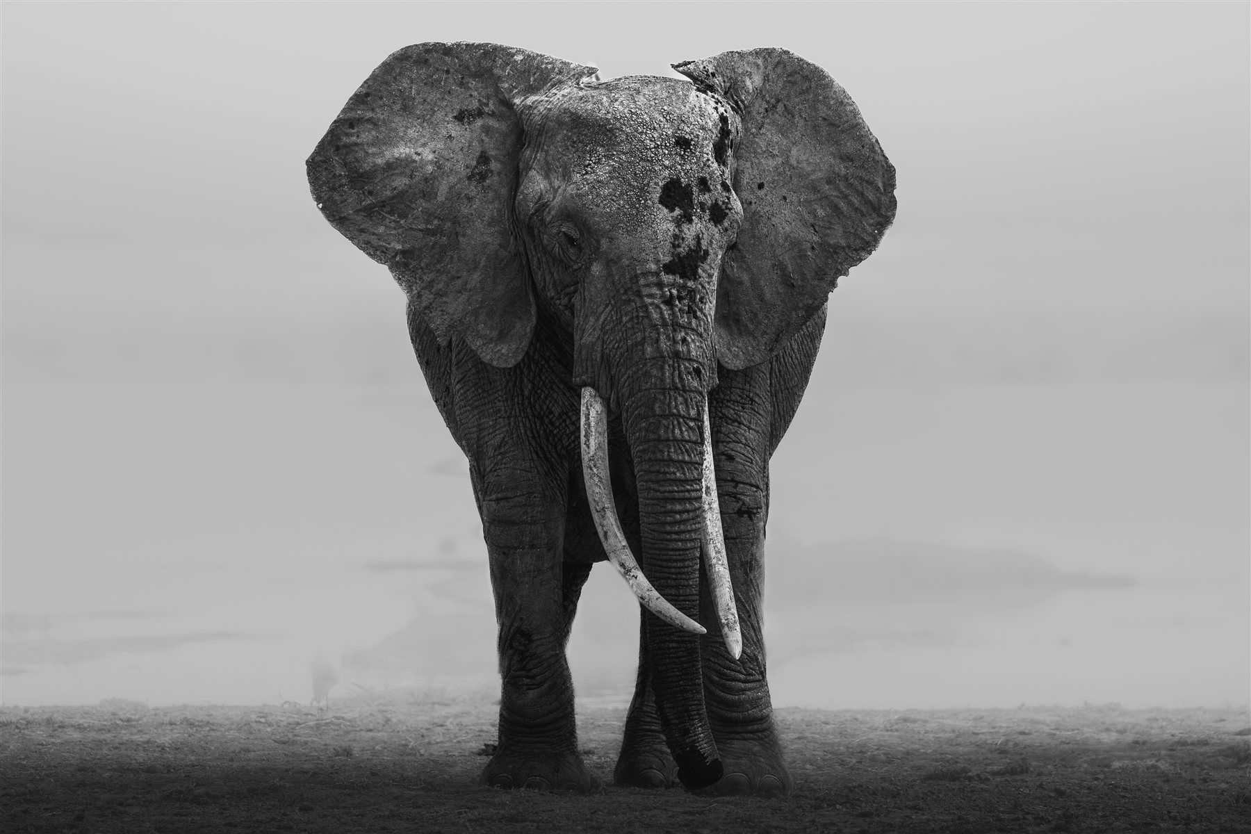 Wildlife and nature photography by Chris Cook