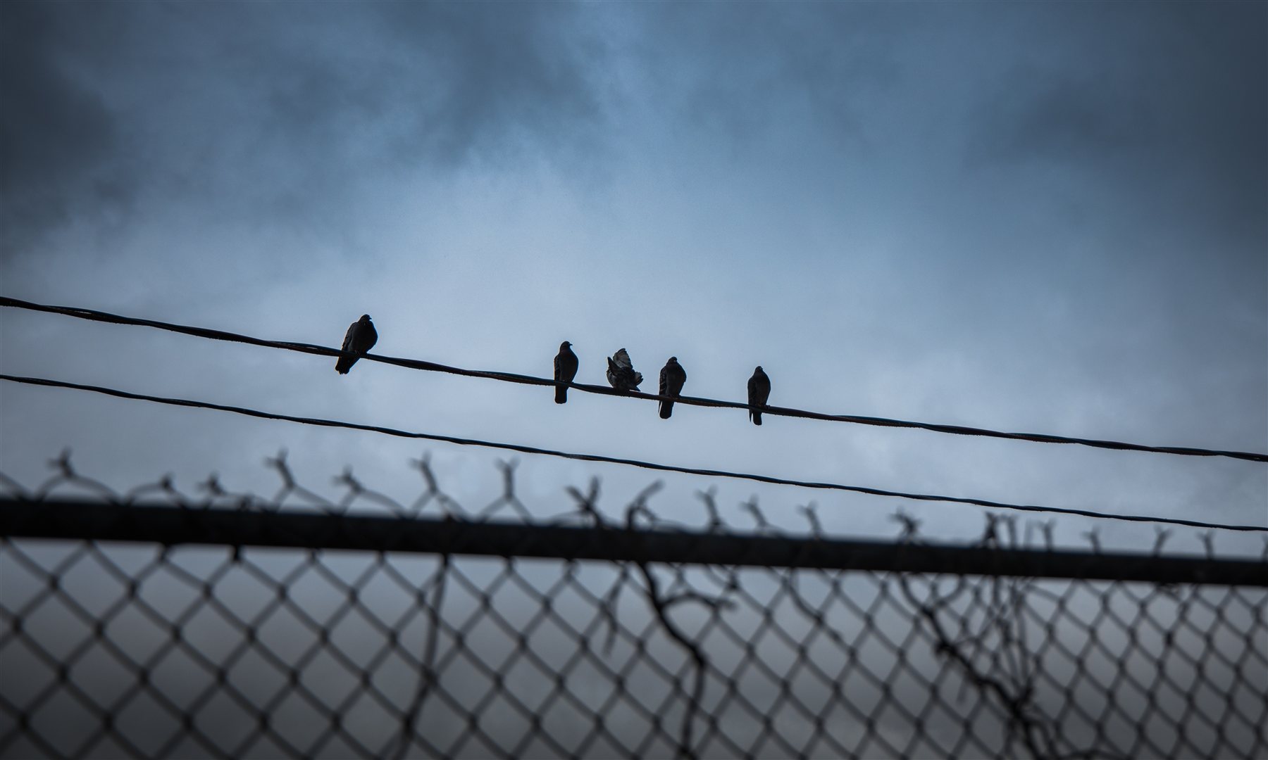 Wildlife and nature photography by Chris Cook