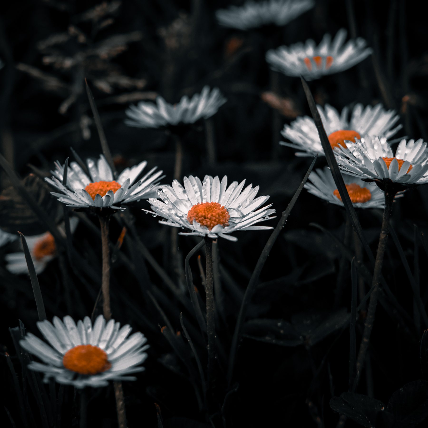 Wildlife and nature photography by Chris Cook
