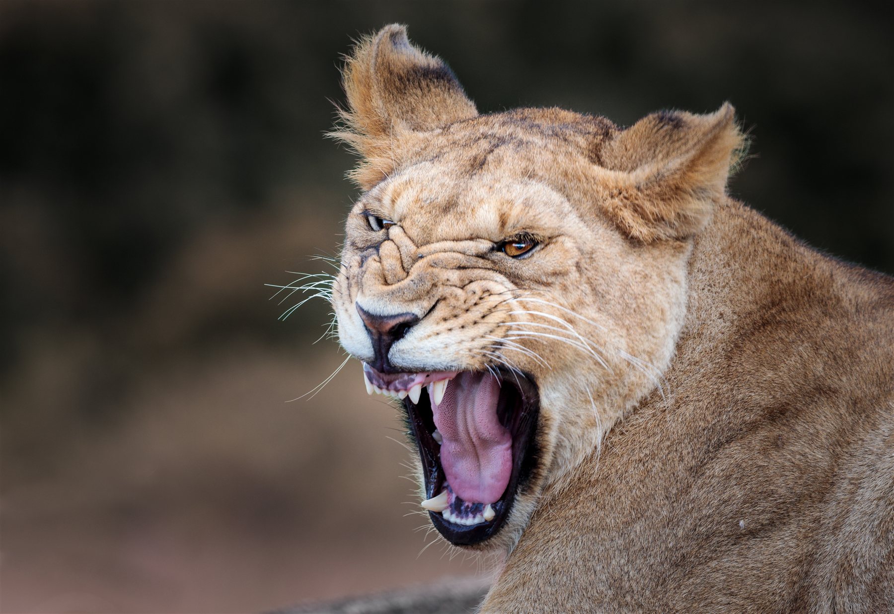 Wildlife and nature photography by Chris Cook