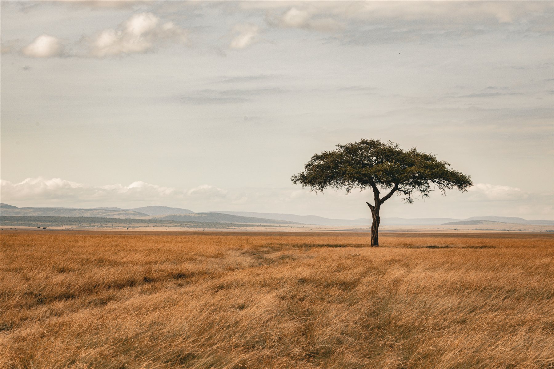 Wildlife and nature photography by Chris Cook