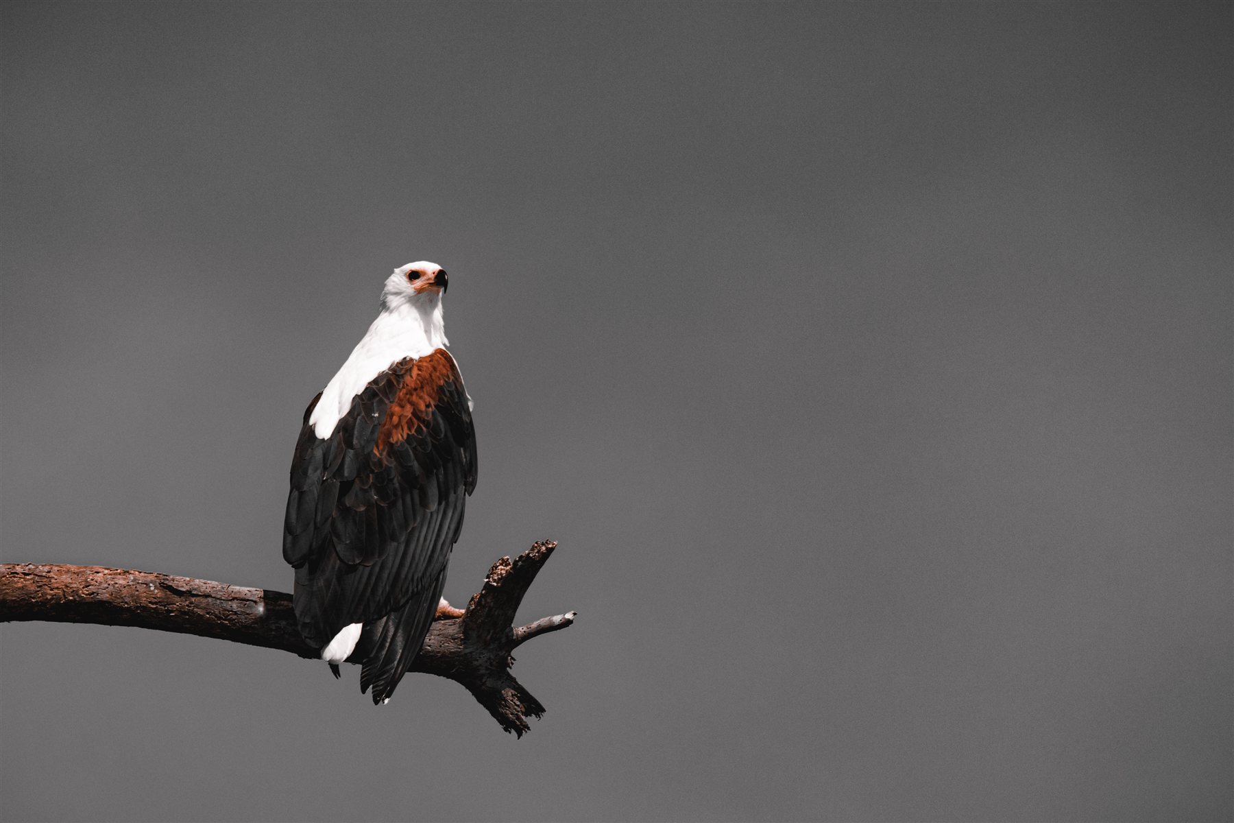 Wildlife and nature photography by Chris Cook